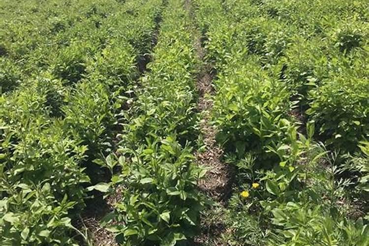 氯氟吡氧乙酸异辛酯对苍术苗有危害吗