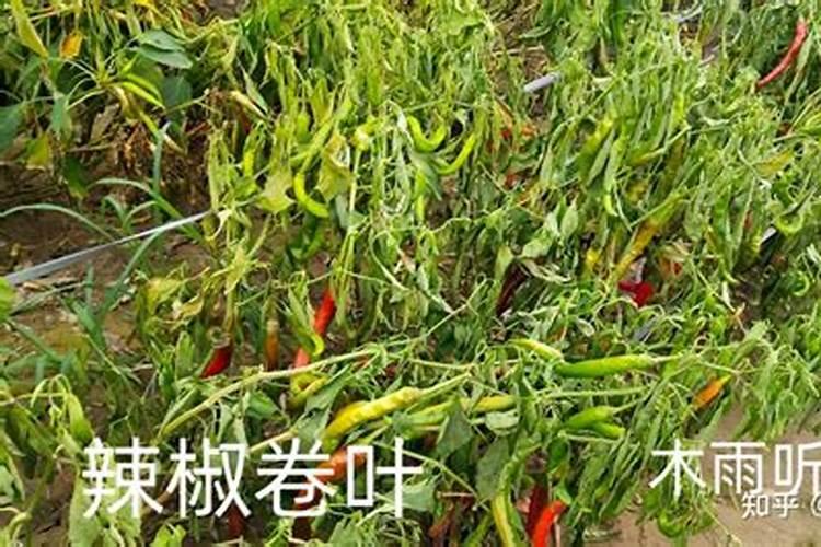 辣椒收获期叶面喷施氮肥可以吗,比例是多少？