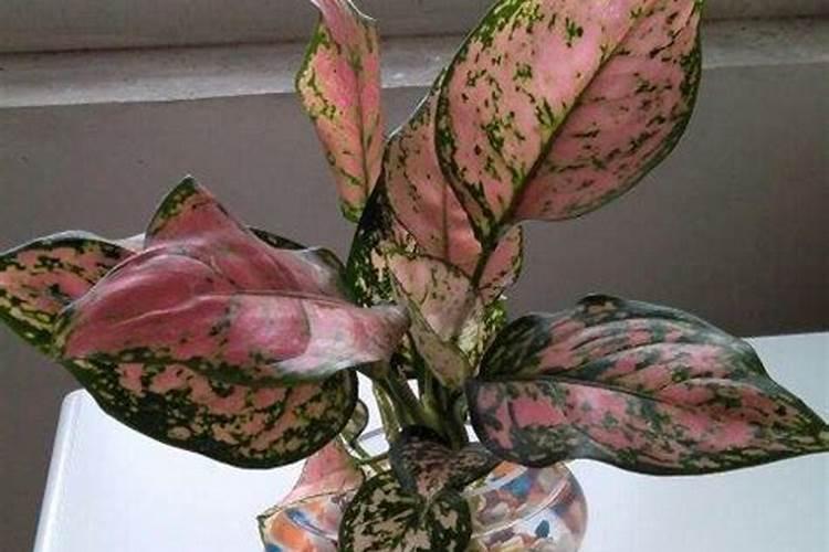 有谁知道河南有几个化肥厂啊!知道的帮个忙,谢谢!急急急急