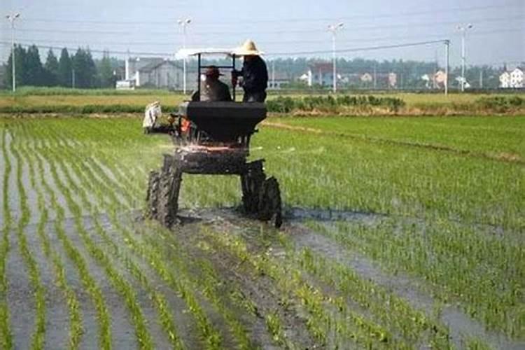 水稻田七月初硫酸铵用量多少