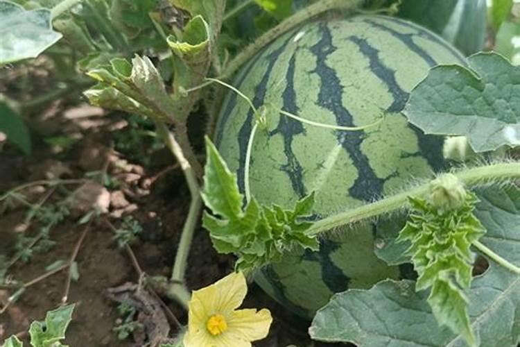 西瓜用磷酸二氢钾可以灌根吗