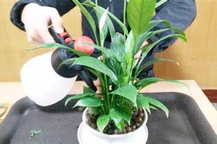 小麦施尿素后几天浇水附尿素的使用方法