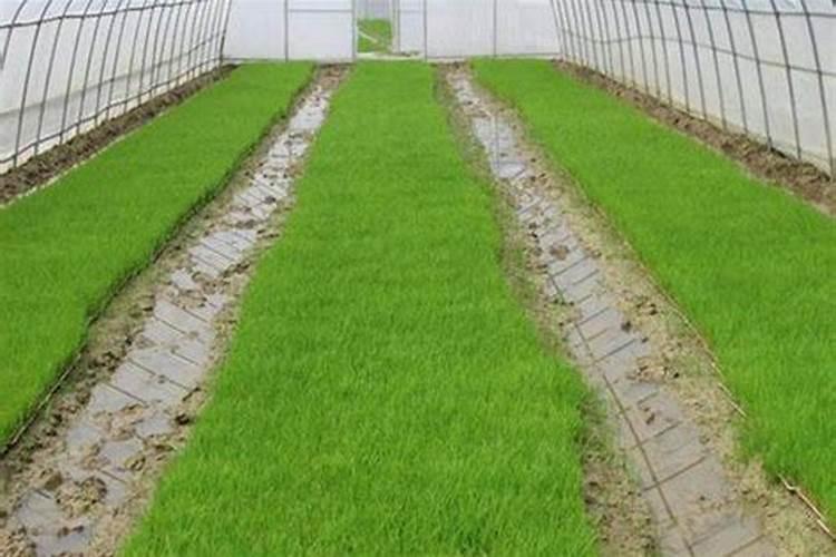 玉米水溶肥的使用方法