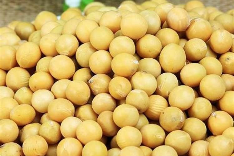 生黄豆变质了怎样做肥料 怎样用黄豆做肥料