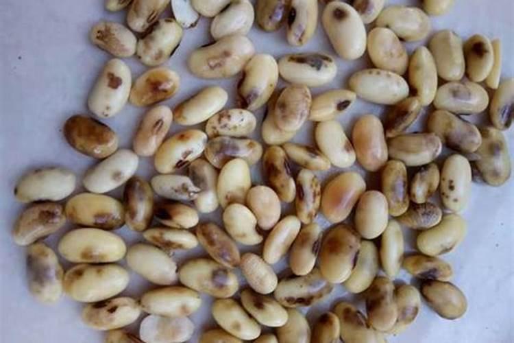 生黄豆变质了怎样做肥料