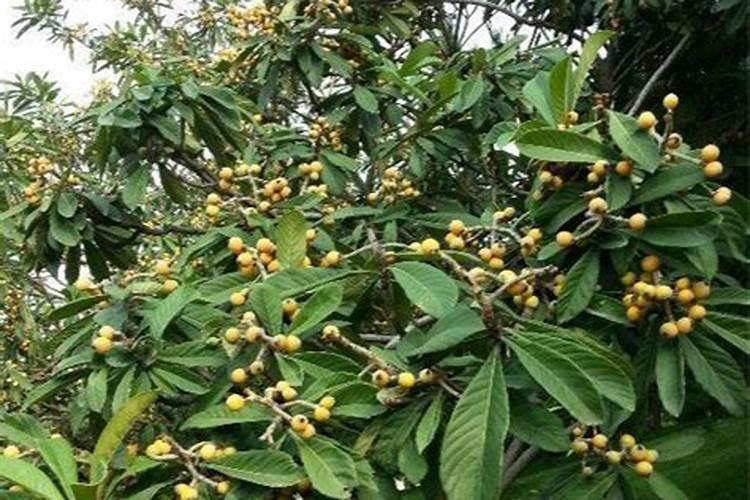 水稻秧苗什么时候施首次肥比较好？