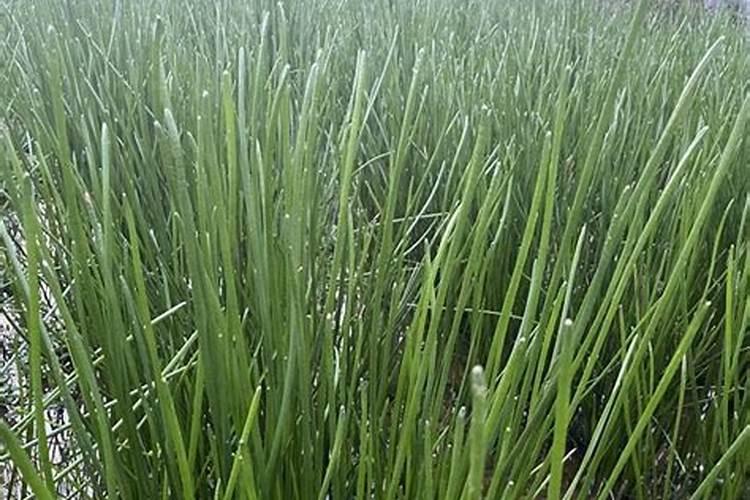 土豆膨果期用什么复合肥好？土豆膨大期是什么时候？