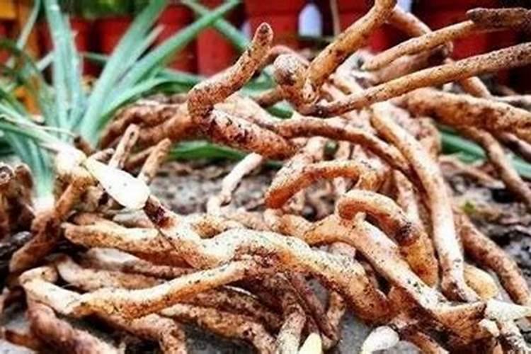 兰花不开花的原因及怎样开花兰花不开花的原因及要怎样开花