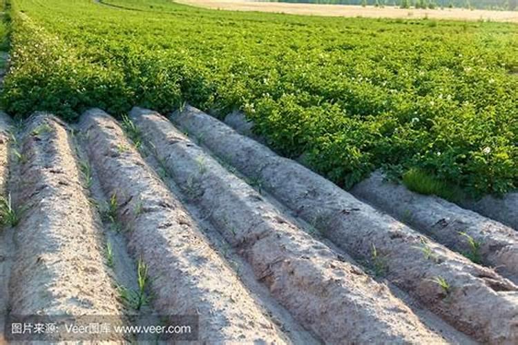 花生追尿素往垄沟还是垄坛