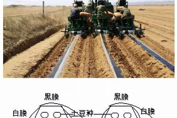 玉米施肥时间和方法