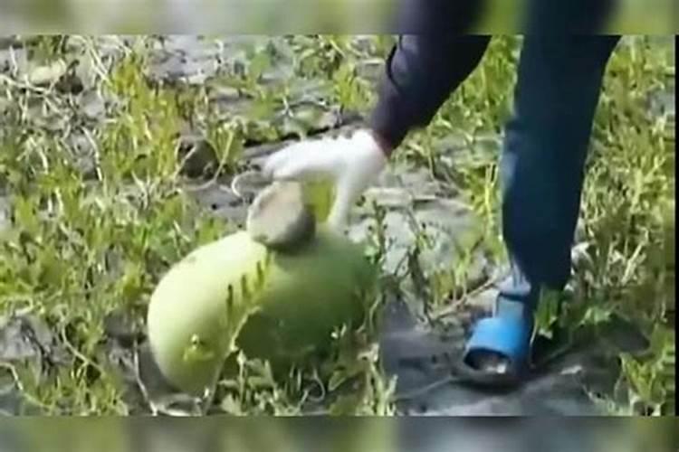 西瓜的田中治理 西瓜怎么施肥