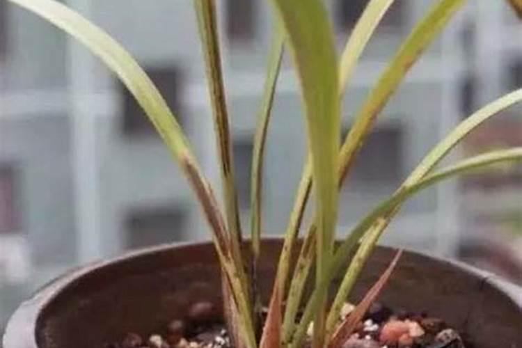 怎么判断兰花缺少氮肥,刚换盆的兰花能用磷钾肥吗