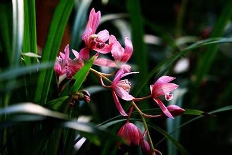 怎么判断兰花是不是缺肥了？