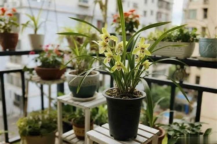 兰花用磷酸二氢钾养护的技巧