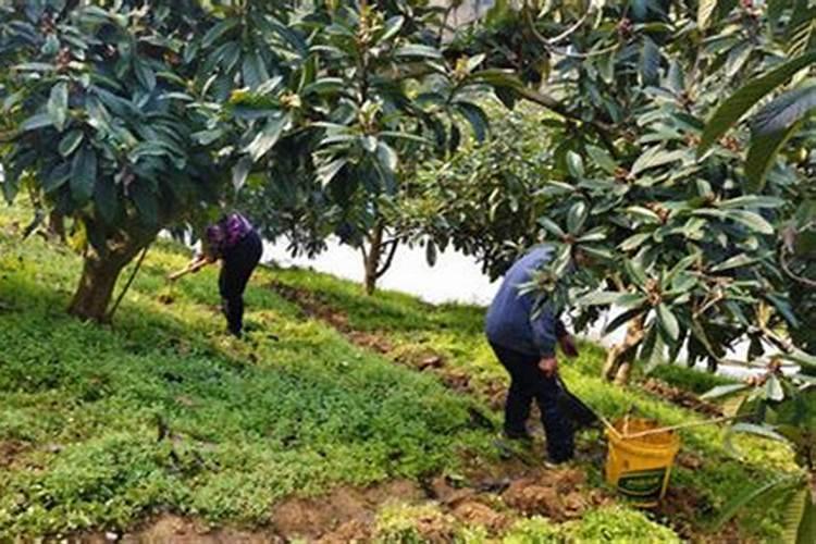 枇杷树如何施肥,枇杷树的施肥管理技术