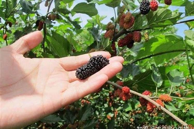 葡萄增加甜度需要施什么肥