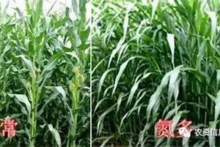 玉米氮肥过多的危害