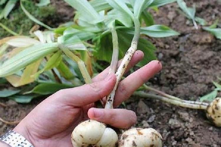 贝母的种植方法