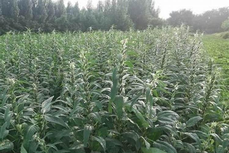 黑芝麻糊过期了能放花土里吗