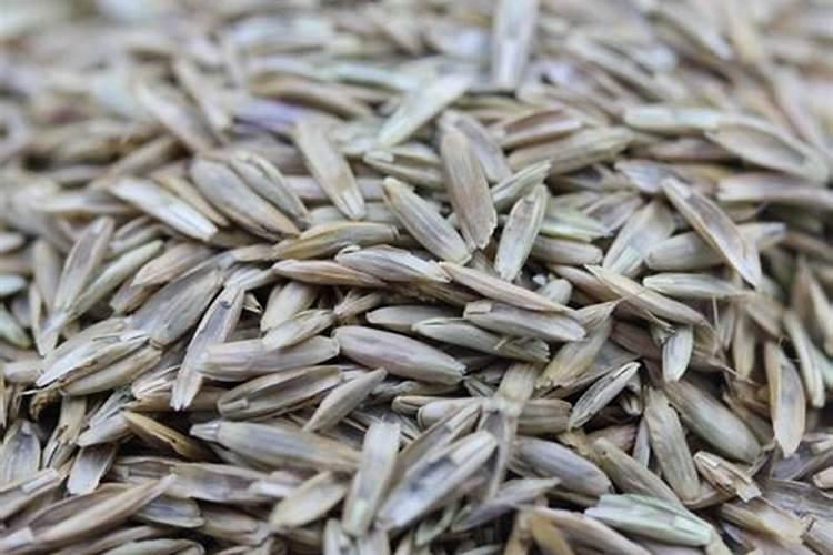 种草籽何时施肥