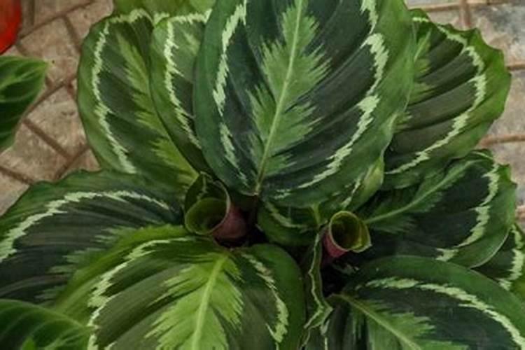 芸苔素可以和除草剂在小麦反青时侯可以混用什么？