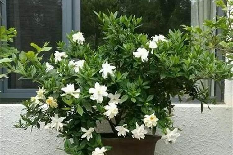 矿源黄腐酸钾真假区别