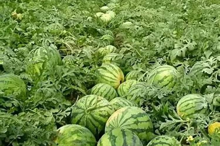 已经结了小西瓜的西瓜藤需不需要施肥