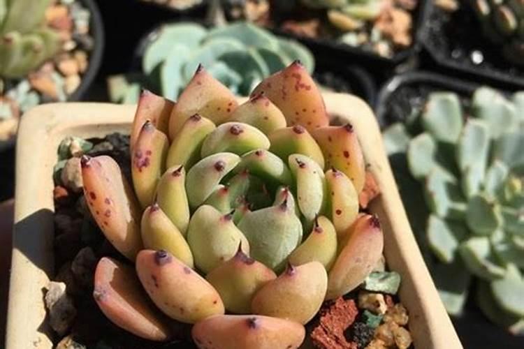 多肉植物能用化肥吗(多肉植物能用化肥吗？揭秘施肥技巧与注意事项...