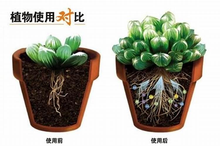 多肉植物种化肥必须要挖坑吗