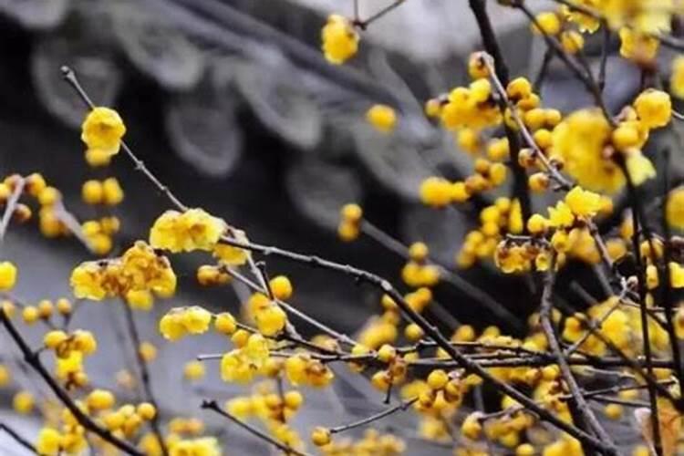 腊梅什么季节种植最好？