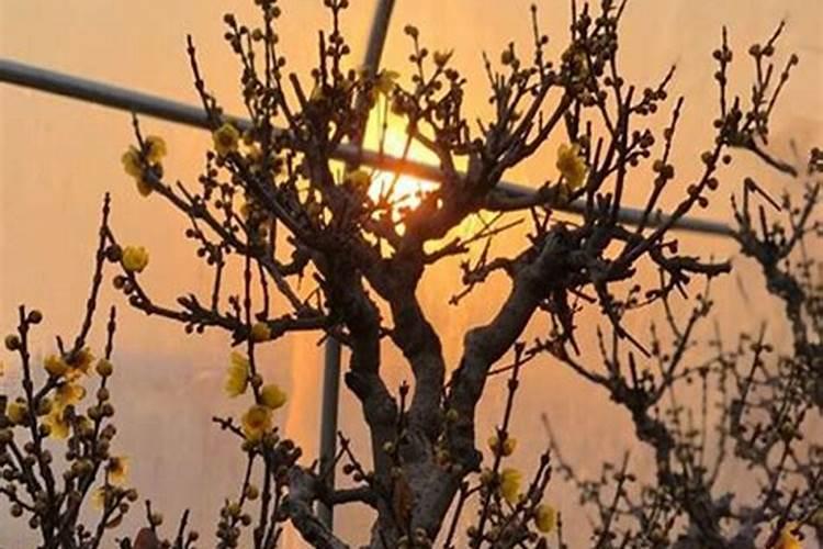 腊梅用什么肥料最好