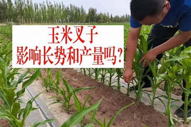 叶面肥多久用一次效果好？使用过多会有哪些危害？