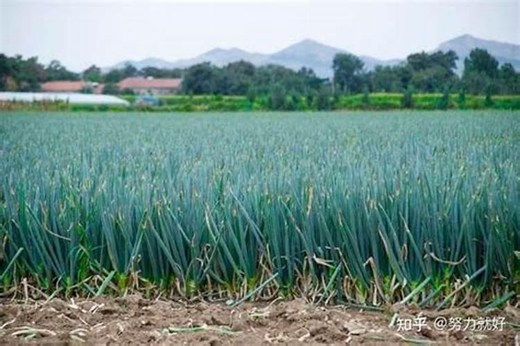 大葱最忌什么大葱肥料