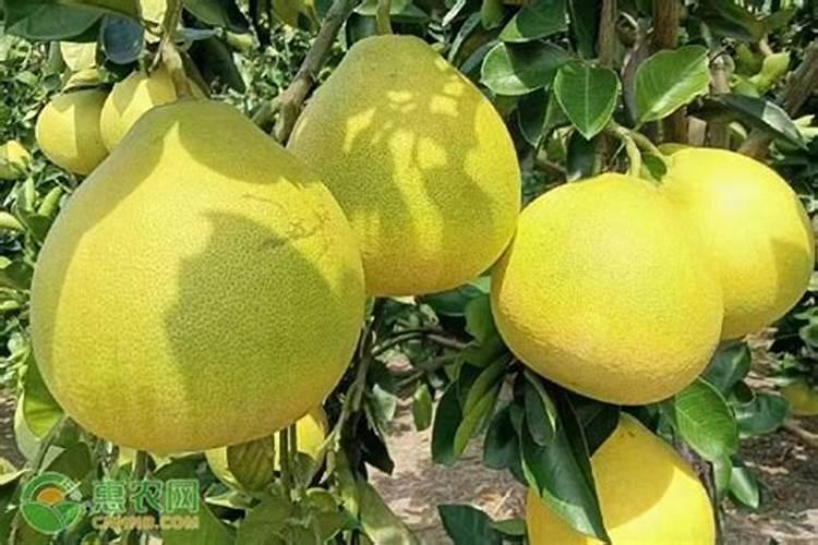 柚子施肥注意哪些事项