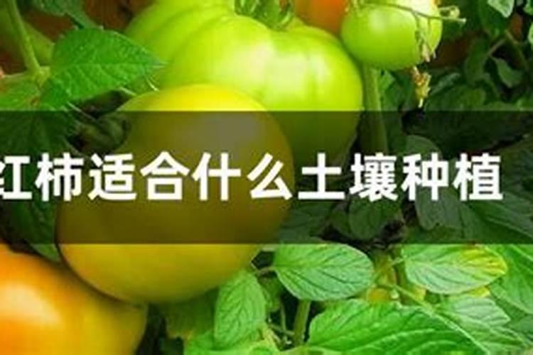 盆栽西红柿施什么肥最好