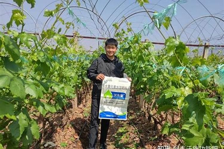 水培绿萝用什么肥料长得快