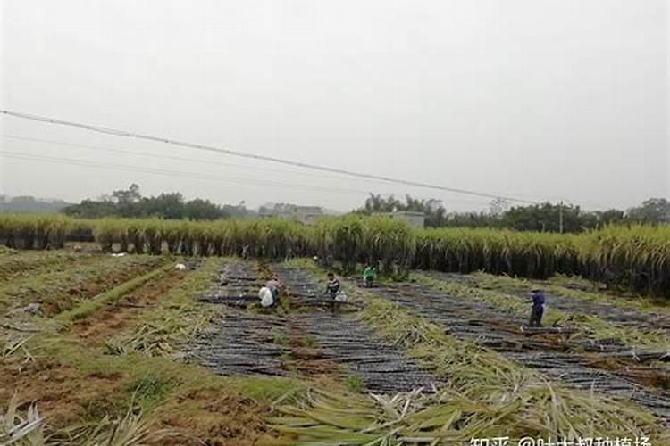种植甘蔗用什么肥料最好
