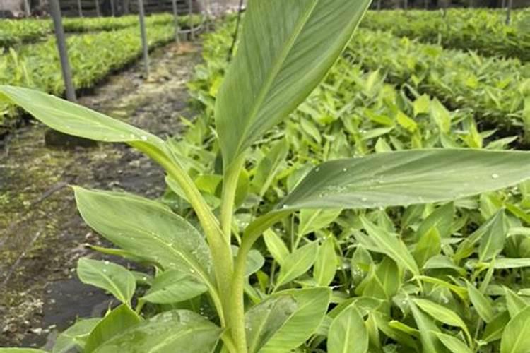 香蕉树最忌三种肥料