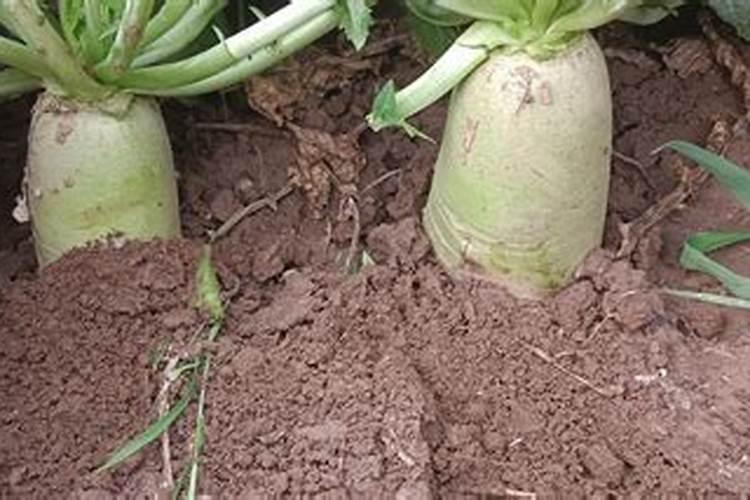 芸苔素和磷酸二氢钾都有什么效果