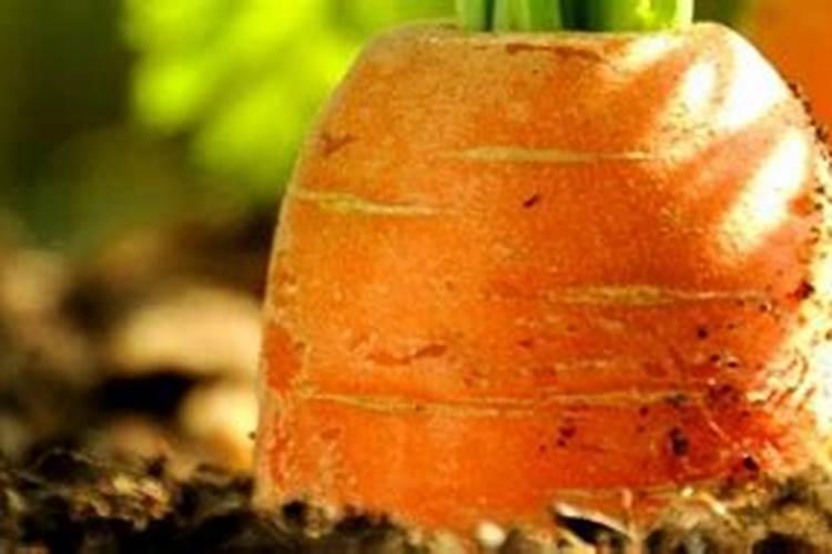 青萝卜种植时间和方法 萝卜出苗后根系浅