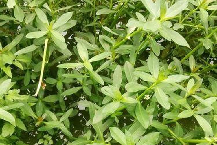 有机肥与复合肥肥的差别？