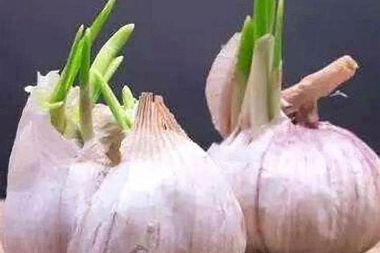 种白菜如何补施钙肥 白菜高产的方法是什么