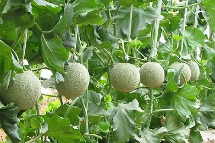 立秋后大棚种甜瓜,施肥怎么做才科学？