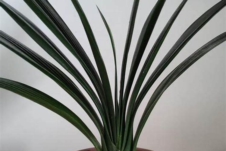 冬季君子兰怎么养才能更旺盛 冬天如何养护君子兰