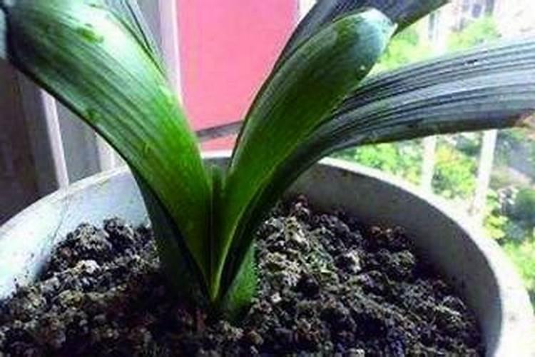 求室内君子种植方法及冬天种植注意事项