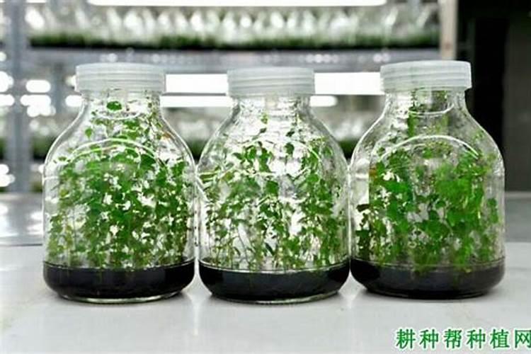 蓝莓苔藓苗种植后可以点复合肥可以吗