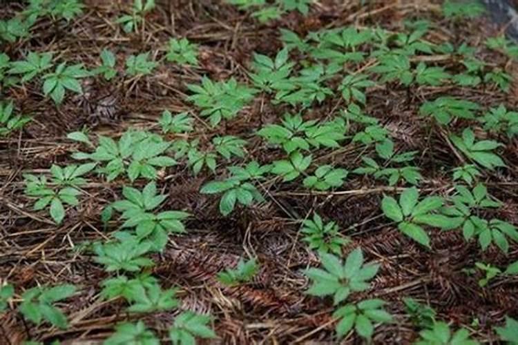 木炭能不能用来吃