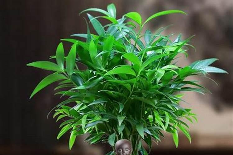 长寿竹怎么养才长得好