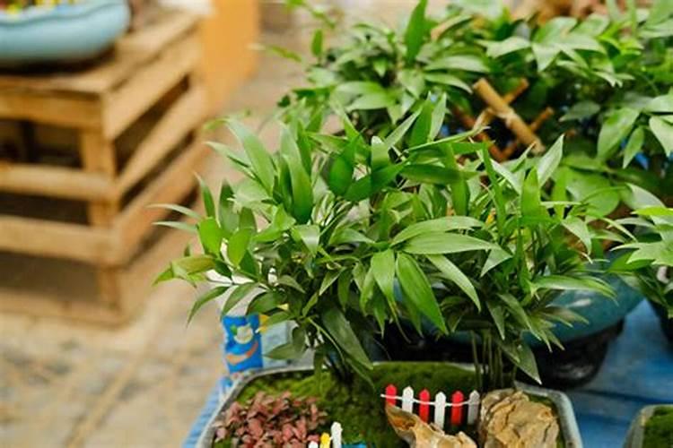 长寿竹怎么才能长好？