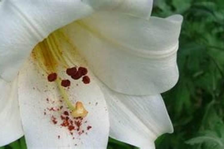 百合花可以用复合肥吗